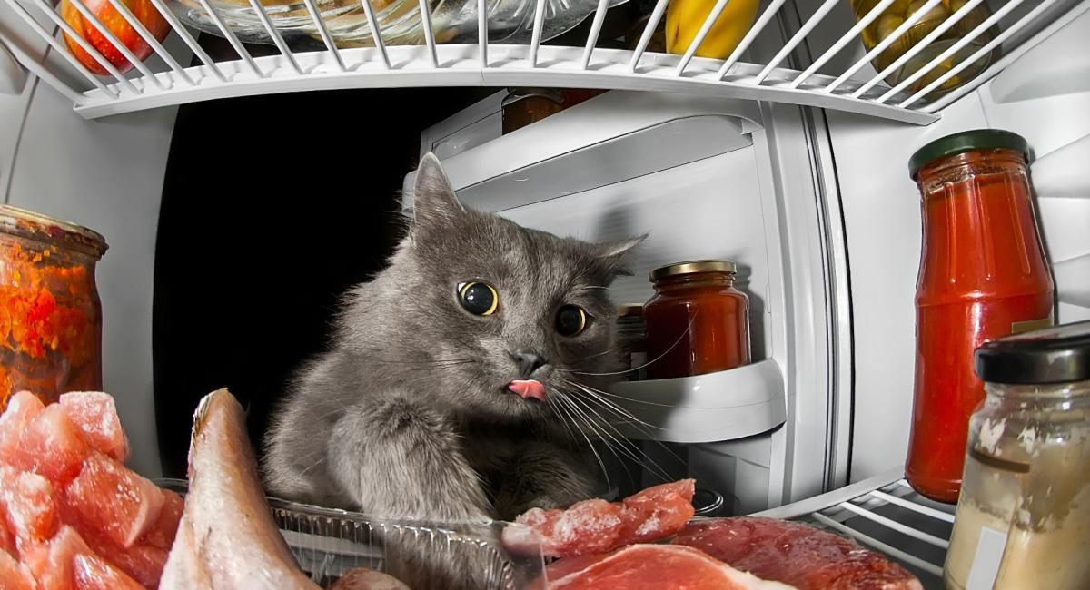 Использование холодильника если в доме животные